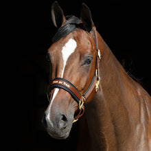 Charger l'image dans la galerie, Licol Wérano back on track