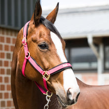 Charger l'image dans la galerie, Licol Wérano back on track