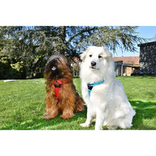 Charger l'image dans la galerie, Harnais pour chien - Rando Walk - Bobby