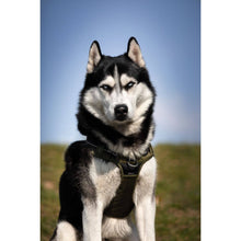 Charger l'image dans la galerie, Harnais pour chien - Rando Walk Military - Bobby