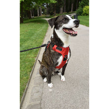 Charger l'image dans la galerie, Harnais pour chien - Rando Walk - Bobby