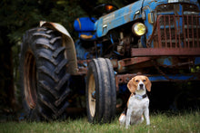 Charger l'image dans la galerie, Traceur GPS pour chiens