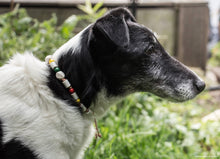 Charger l'image dans la galerie, Collier Anti-tiques en cuir - XS à XL