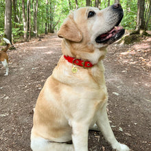 Charger l'image dans la galerie, COLLIER DIABLOTIN