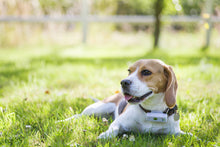 Charger l'image dans la galerie, Traceur GPS pour chiens